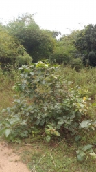 Land For Sale 1 Plot of Land for Sale Ketu Lagos Vetra  Property