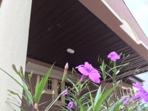 Image 1 Title