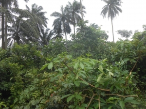 Image 1 Title