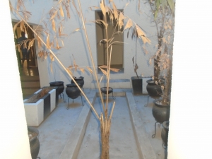 Image 1 Title
