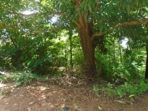Land Measuring 1,983.99 Sqm For Sale At Maitama With C Of O 1,984 Meter Square of Land for Sale Maitama Abuja Vetra  Property