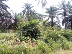 4 Plot Of Land For Sale 4 Plots of Land for Sale Etinan Akwa Ibom Vetra  Property