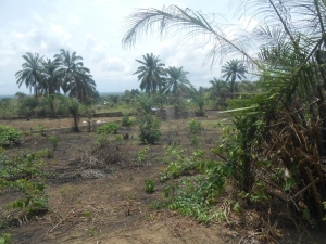 A Land Measuring 2241 Sqm For Sale Close To Ibom Meridian Hotel And Resort 2,241 Meter Square of Land for Sale Uyo Akwa Ibom Vetra  Property