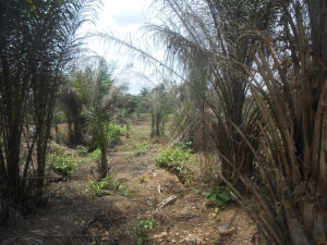 Image 1 Title