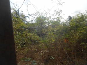 Image 1 Title