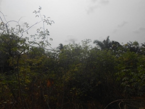 Image 1 Title