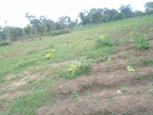 Image 1 Title