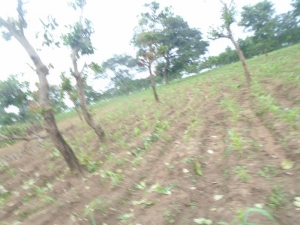 Image 1 Title