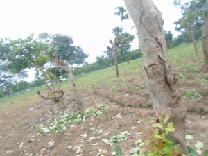 Image 1 Title