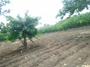 Image 1 Title