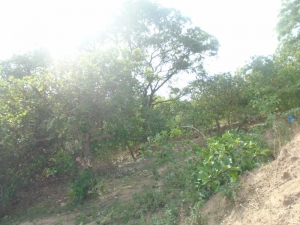 Image 1 Title