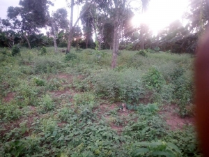 Lovely Table And Dry Land Measured 1296sqms At Shimawa In A Good Location Just 20 Minute Drive From Ojpdu Berger 1,296 Meter Square of Land for Sale Obafemi Owode Ogun Vetra  Property