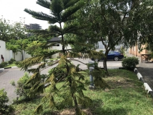 Image 1 Title