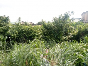 Image 1 Title
