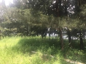 Standard Land Of 1800sqm With Fed C Of O 1,800 Meter Square of Land for Sale Ikoyi Lagos Vetra  Property