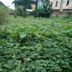 Standard Full Plot Of Land With C Of O 1 Plot of Land for Sale Maryland Lagos Vetra  Property