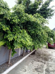 Image 1 Title