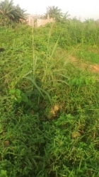 Image 1 Title