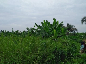 Image 1 Title