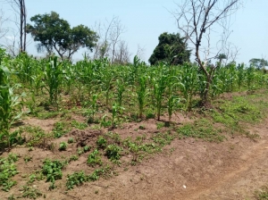 56 Acres Of Farmland  56 Acres of Land for Sale Iseyin Oyo Vetra  Property