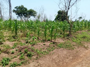 4000 Acres Of Land For Lease 4,000 Acres of Land for Rent Itesiwaju Oyo Vetra  Property