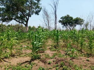 5000 Acres Of Land For Sale  5,000 Acres of Land for Sale Itesiwaju Oyo Vetra  Property