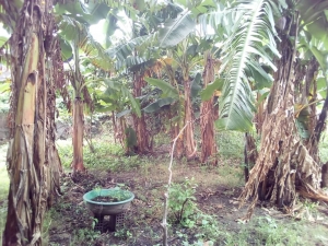 Image 1 Title