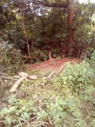 Image 1 Title