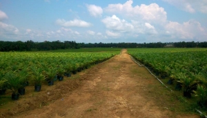 110 Acres With Palm Trees At Akanran Ibadan With C Of O Commercial Property for Sale Egbeda oyo Oyo Vetra  Property