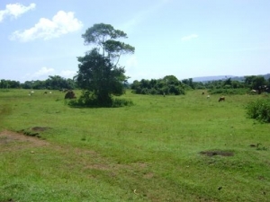 1,300 Acres Of Farmland 1,300 Acres of Land for Sale Iseyin Oyo Vetra  Property