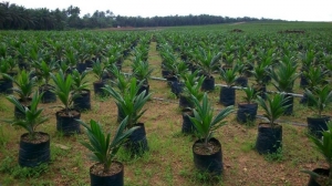 15 Acres Of Farmland 15 Acres of Land for Sale Iseyin Oyo Vetra  Property