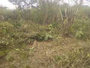 Uprooted 100 Acres For Farmland 100 Acres of Land for Sale Iseyin Oyo Vetra  Property