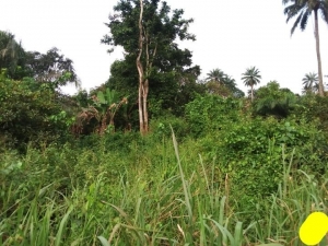Image 1 Title