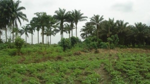 Image 1 Title