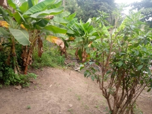 Image 1 Title