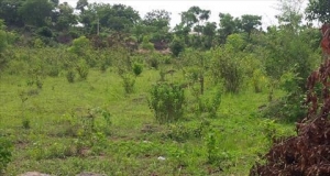 3acres Of Land At Matori 3 Acres of Land for Sale Mushin Lagos Vetra  Property