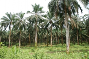 Image 1 Title