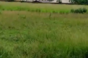 Hot Sale In Old Ikoyi 2397.081sqm For Sale 2,397 Meter Square of Land for Sale Ikoyi Lagos Vetra  Property