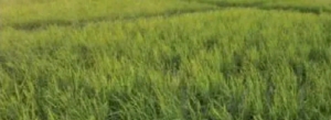 61 Hectaresfor Sale Karsana South 61 Hectare of Land for Sale Karsana Abuja Vetra  Property