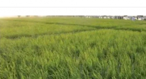 Mixed Used 48 Hectares For Sale Karsanasouth 48 Hectare of Land for Sale Karsana Abuja Vetra  Property