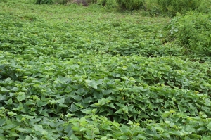 13 Hectares Of Housing Estate Land At Masaka, Nasarawa State, Opp Catholic University. 13 Hectare of Land for Sale Akwanga Nassarawa Vetra  Property