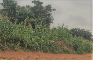 700sqm Land For Sale 700 Meter Square of Land for Sale Apo Abuja Vetra  Property
