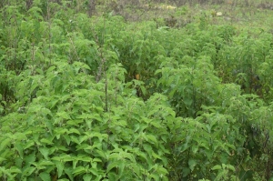 10.01 Hectares At Kyami 10 Hectare of Land for Sale Lugbe Abuja Vetra  Property