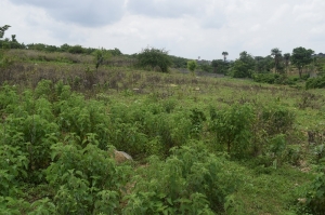501 Hectare At Gude Land for Sale Apo Abuja Vetra  Property
