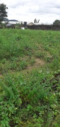 Land For Sale ,lagos (4.2 Hectare) 4 Hectare of Land for Sale Lagos Island Lagos Vetra  Property