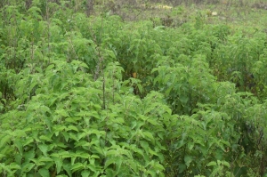 1000sqm Land 1,000 Meter Square of Land for Sale Karsana Abuja Vetra  Property
