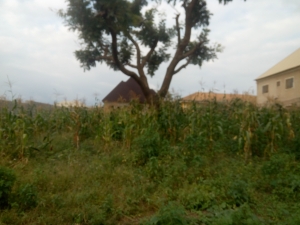 Image 1 Title