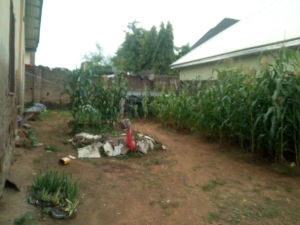 Image 1 Title