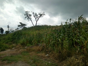 Image 1 Title