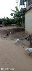Full Plot Of Land 1 Plot of Land for Sale Isolo Lagos Vetra  Property